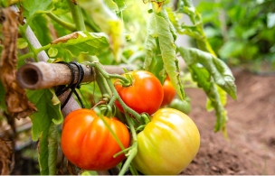 producteurs de fruits et légumes