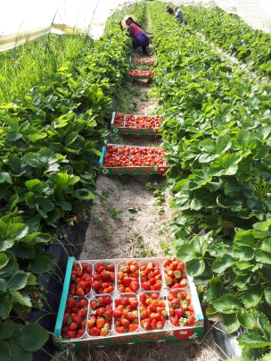 producteurs de fruits et légumes