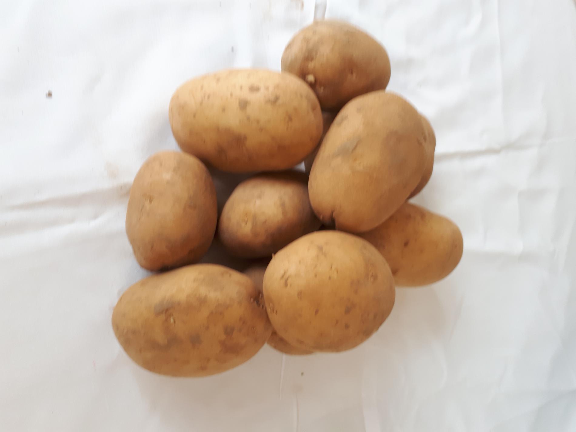 Pomme De Terre Agata Pour Gratin Dauphinois