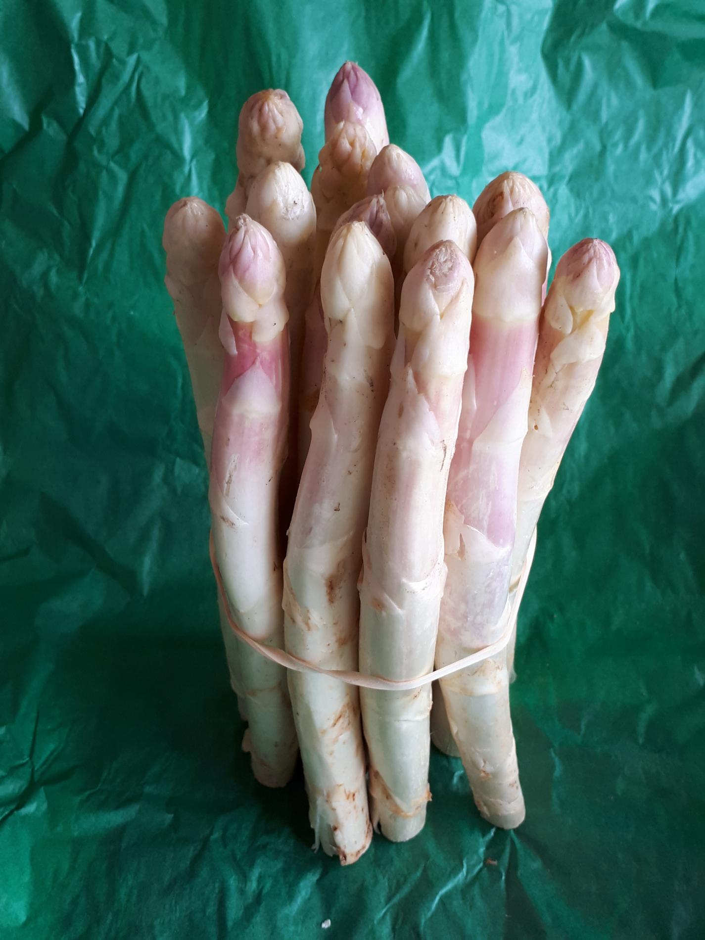 ASPERGE catégorie EXTRA