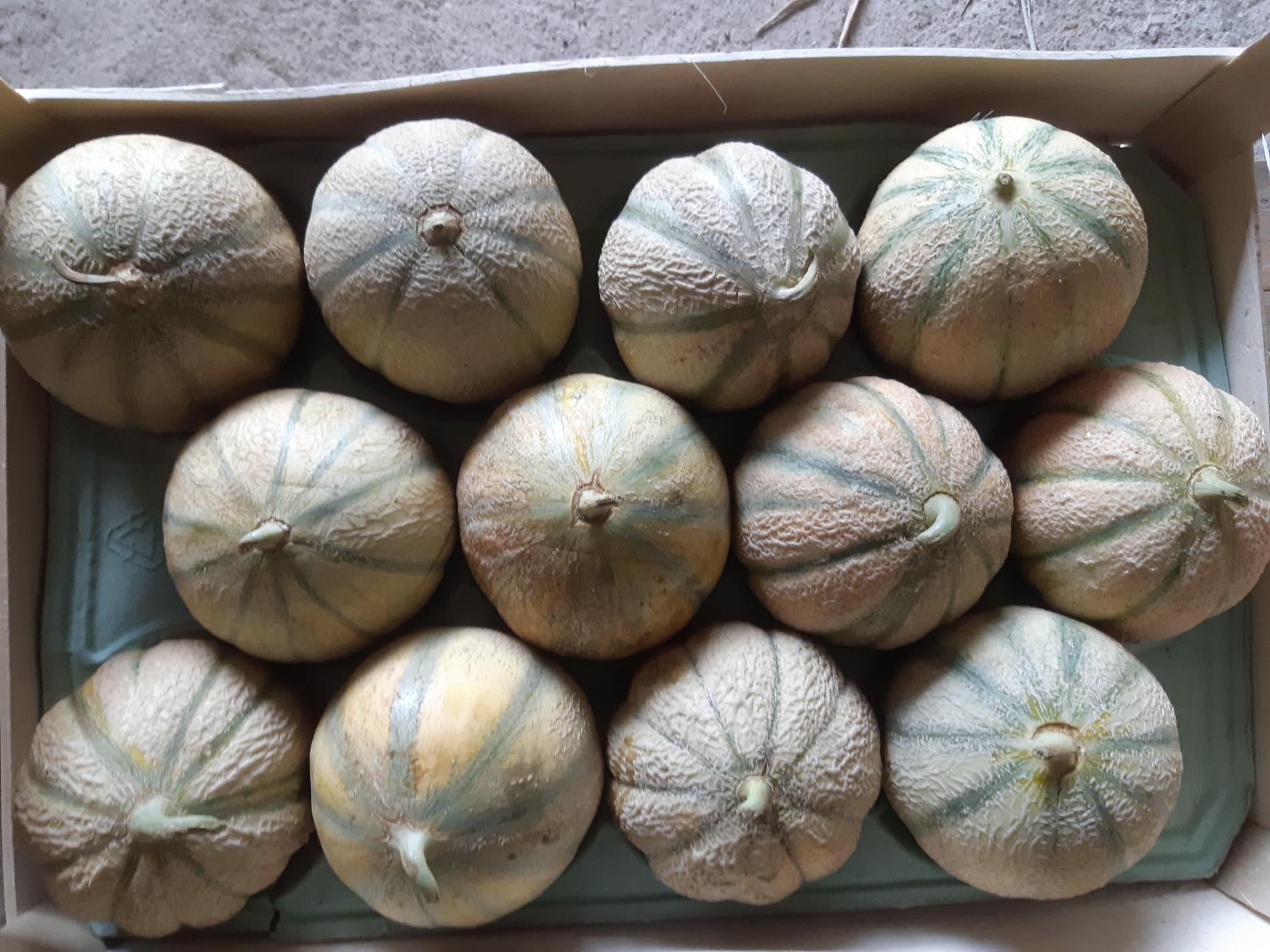 Melons 12 Q ( 950 - 1.150 gr )