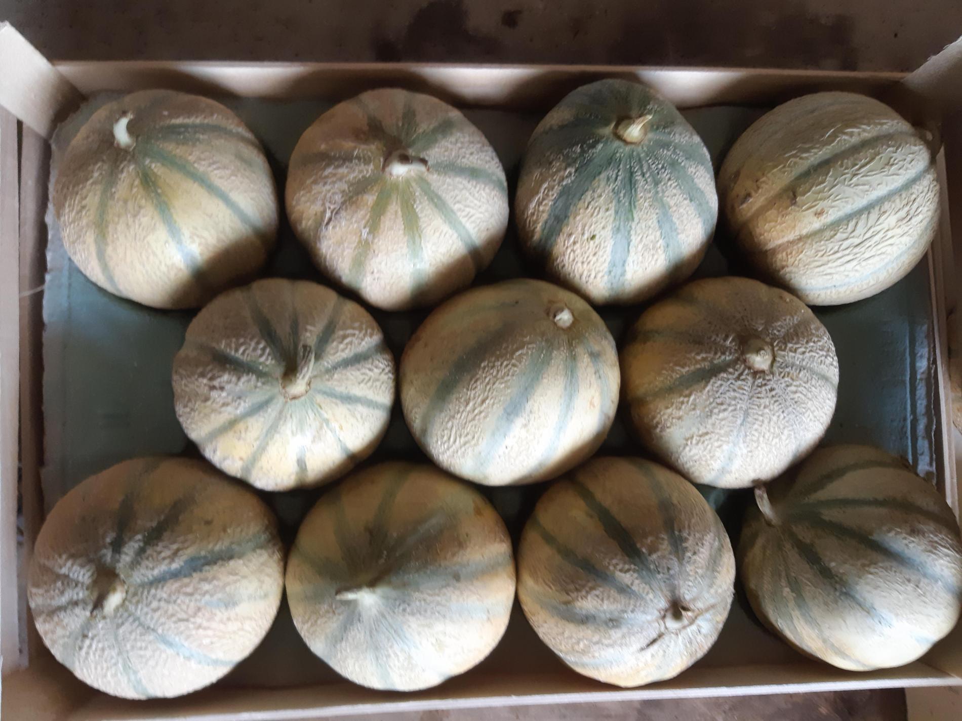Melons cal 11 ( 1.150 gr - 1.350 gr )